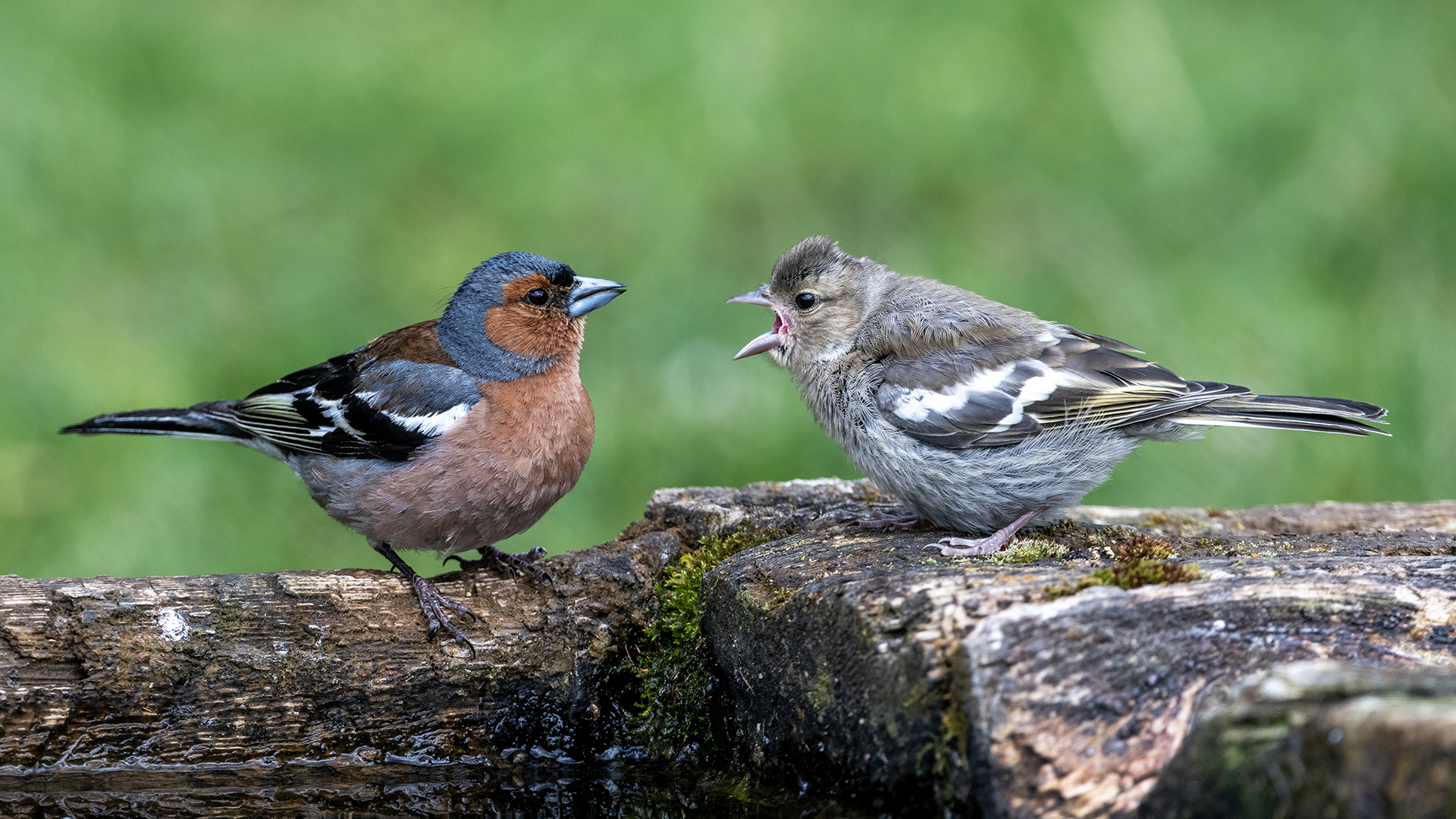 Common Chaffinch